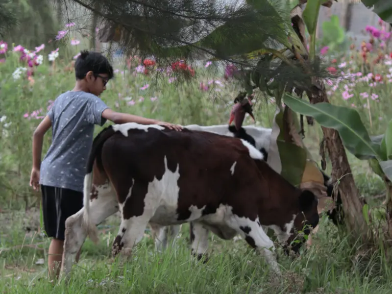 Cattle