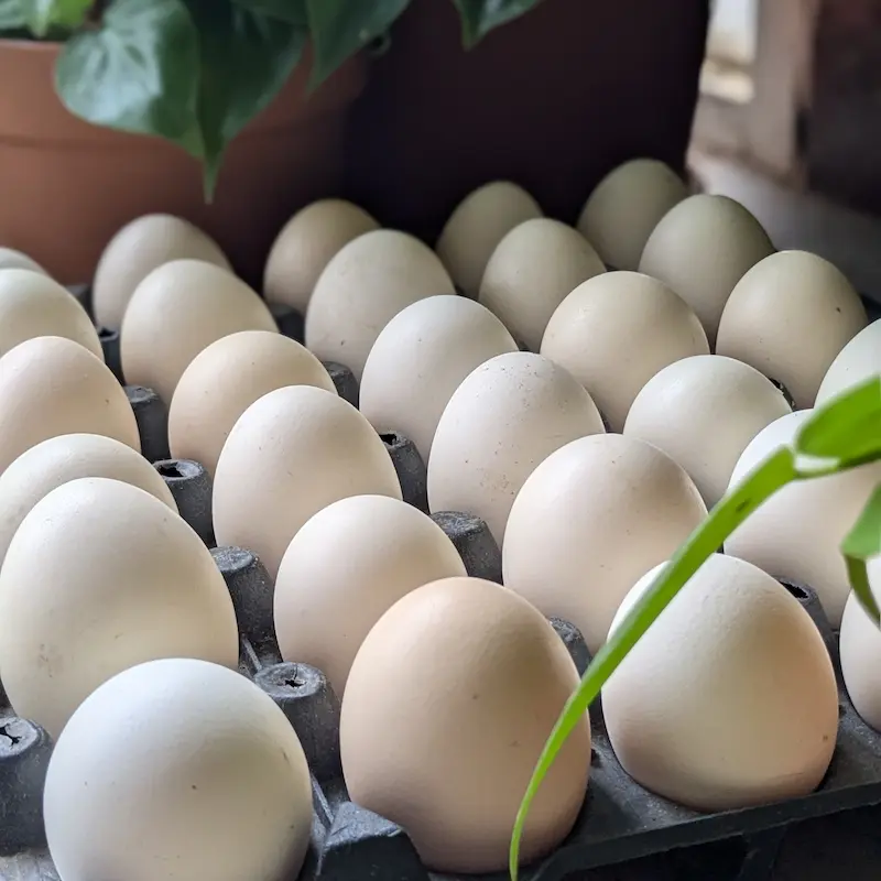 Free-Range Eggs