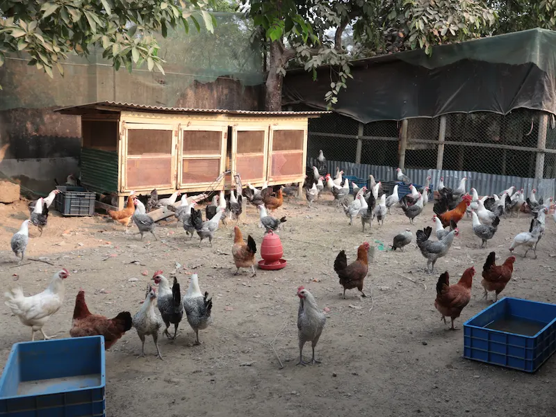 Poultry